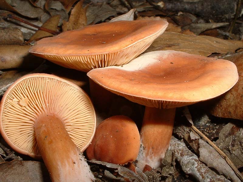 Ancora Helvella spadicea e Agrocybe molesta